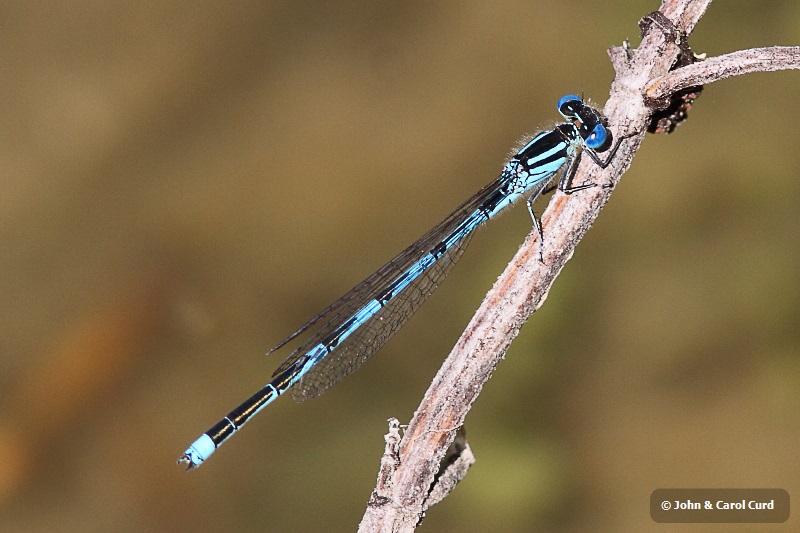 IMG_0978 Erythromma lindenii male.JPG